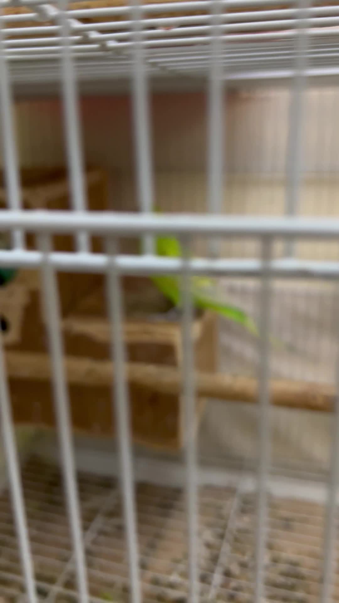 beautiful budgies - 1