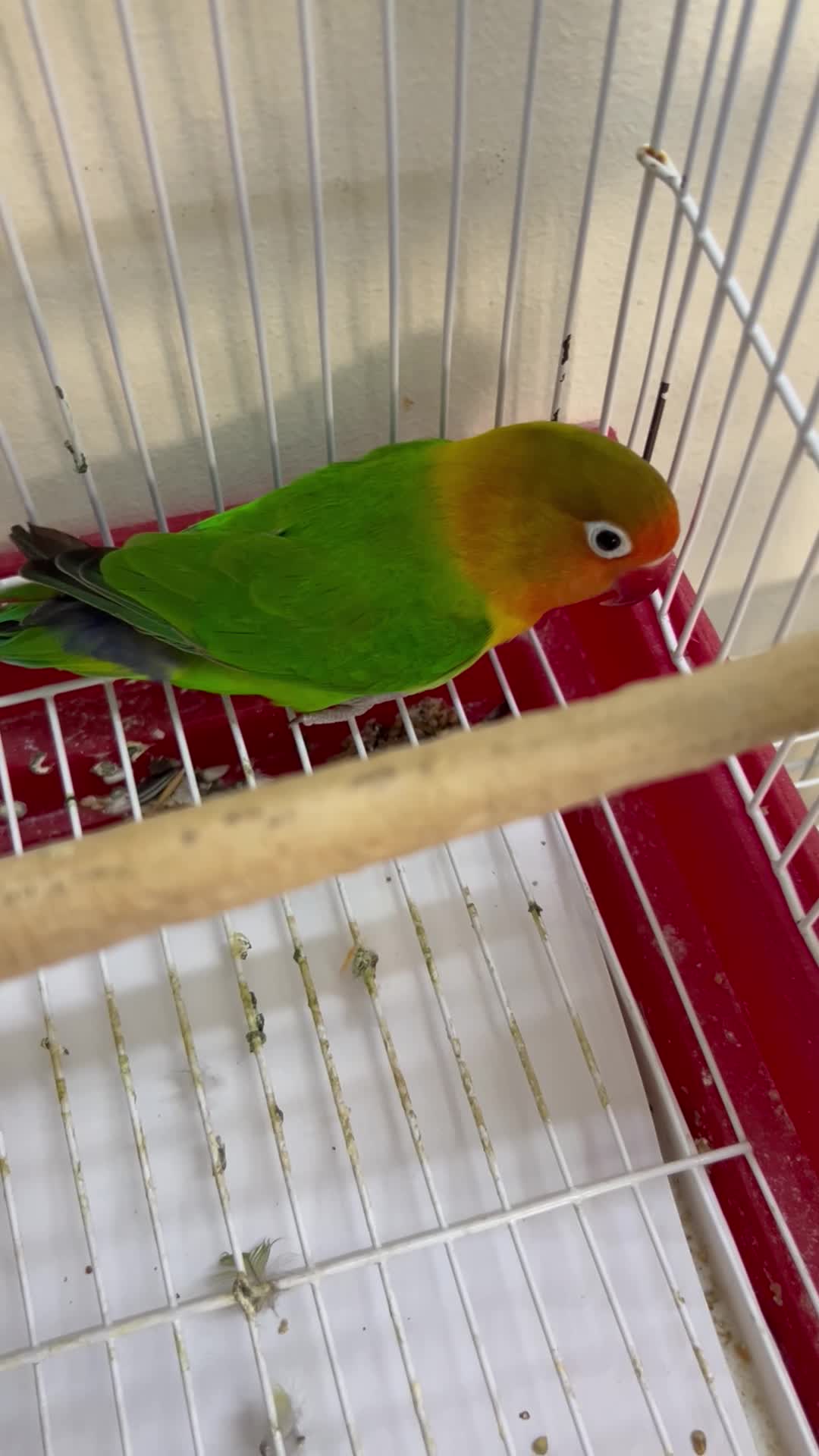 beautiful love bird - 1