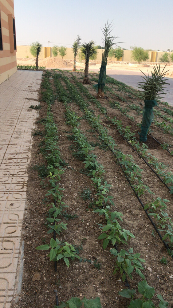 زراعه خضروات  - 1