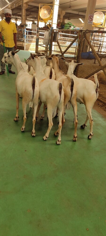 India Big Goat - 2