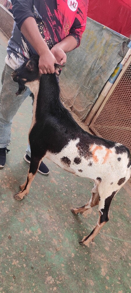 India Big Goat - 4