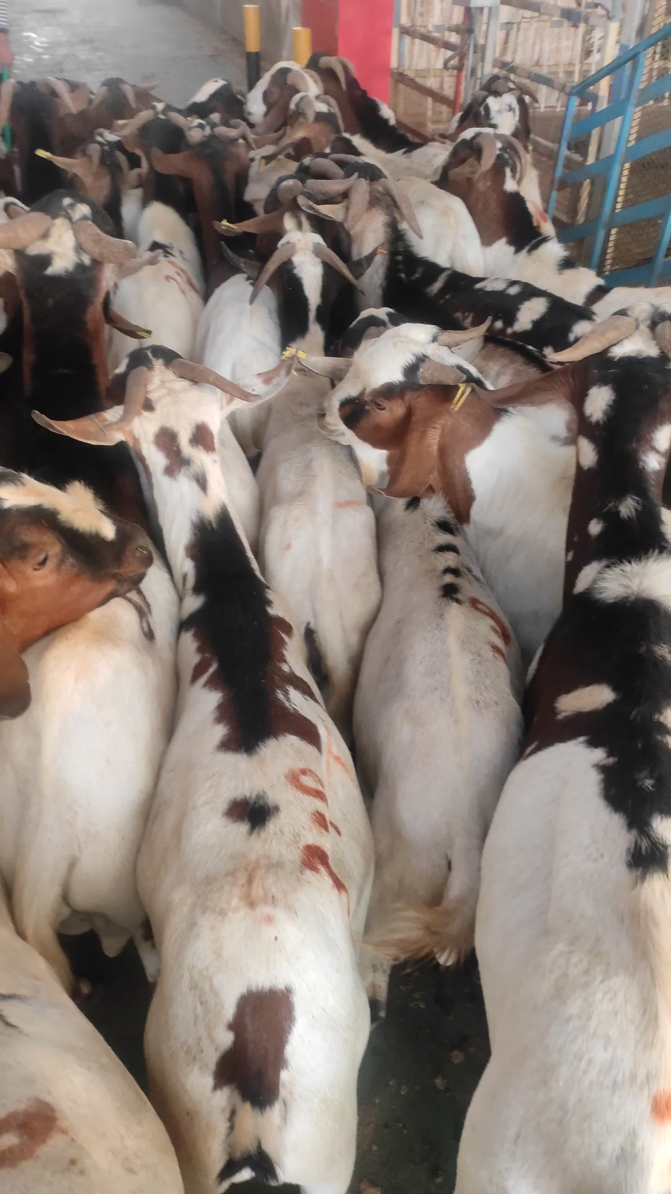 India Big Goat - 1