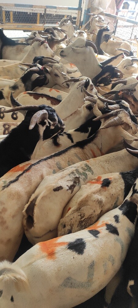 India Big Goat - 3