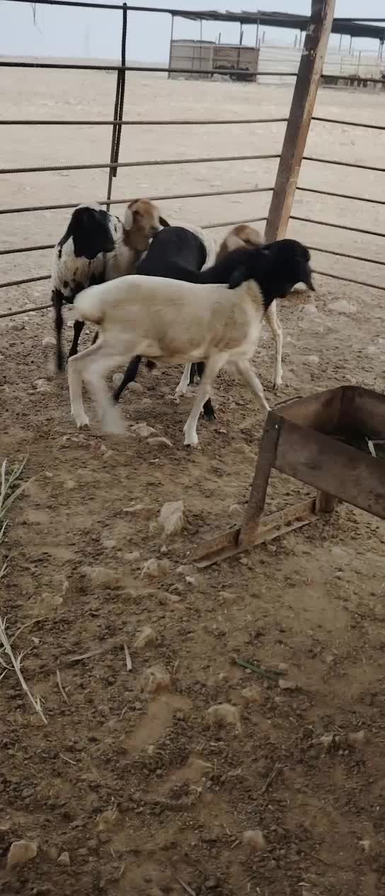رخال بربر بيرشن طيبه - 3