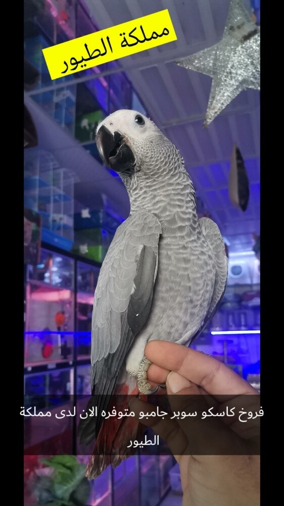 كاسكو فروخ - 2