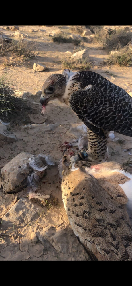 البيع جير شاهين فالكون سنتر - 1