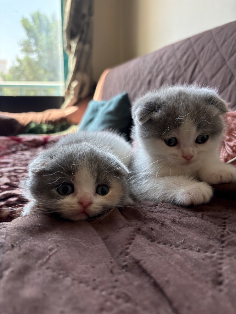 scottish fold and scottish straight - 8