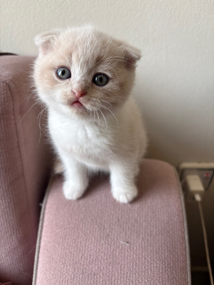 scottish fold and scottish straight - 2