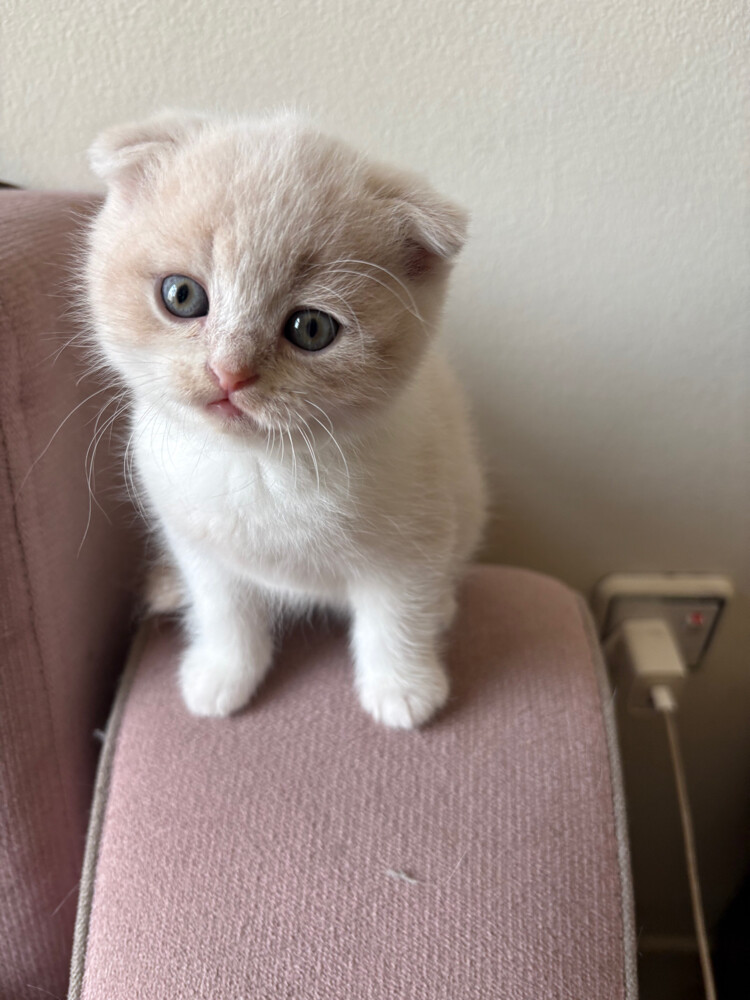 scottish fold and scottish straight - 10