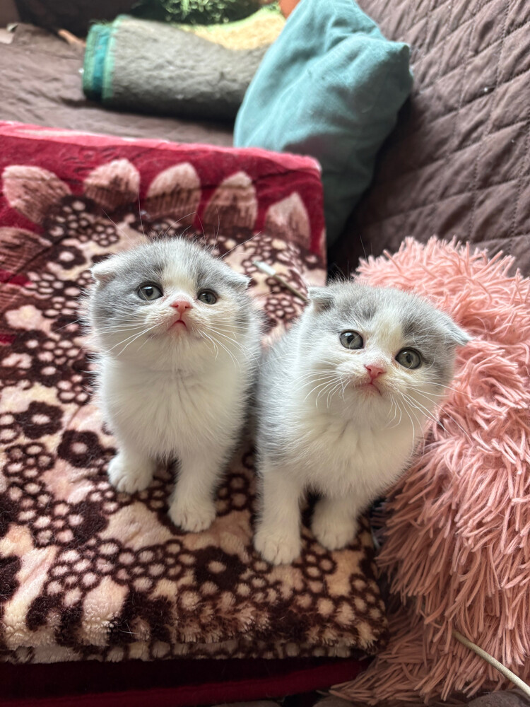 scottish fold and scottish straight - 6