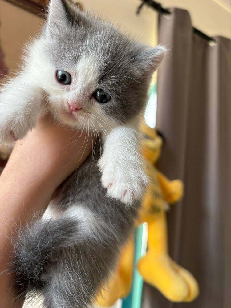 scottish fold and scottish straight - 7