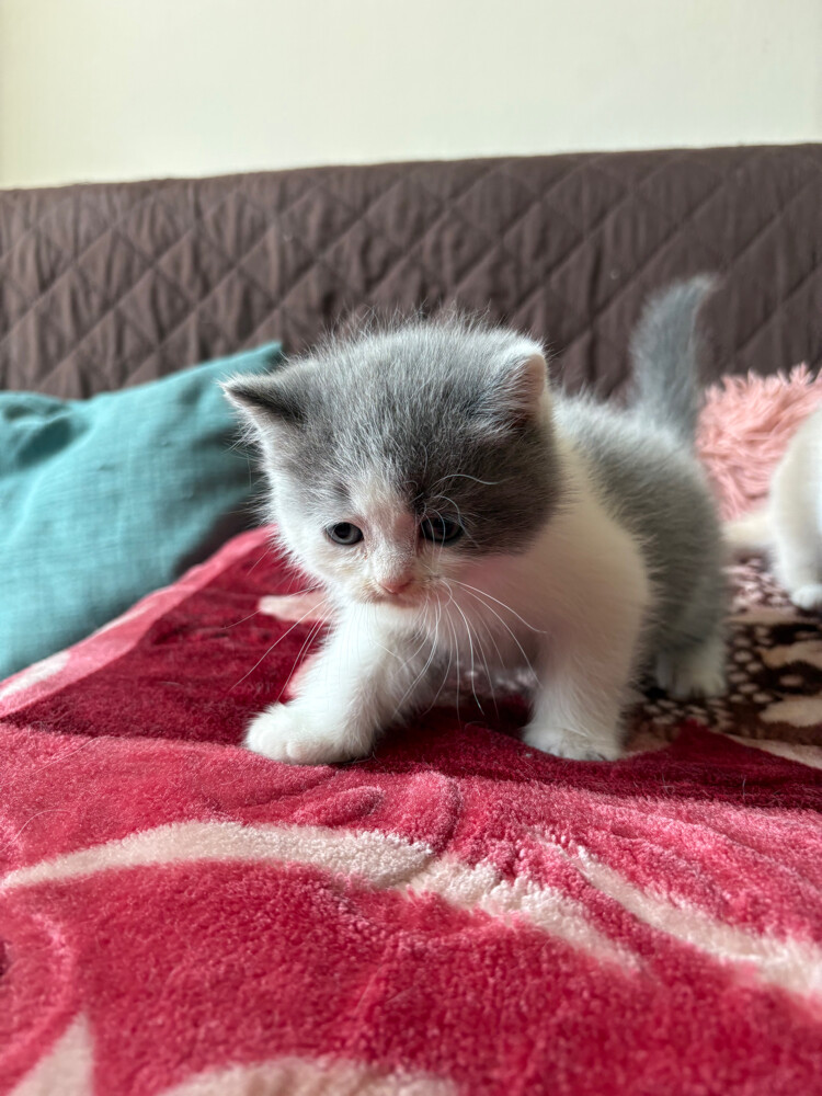 scottish fold and scottish straight - 26