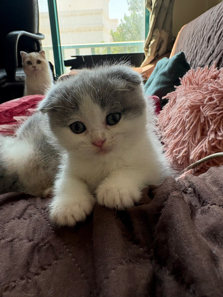 scottish fold and scottish straight - 4