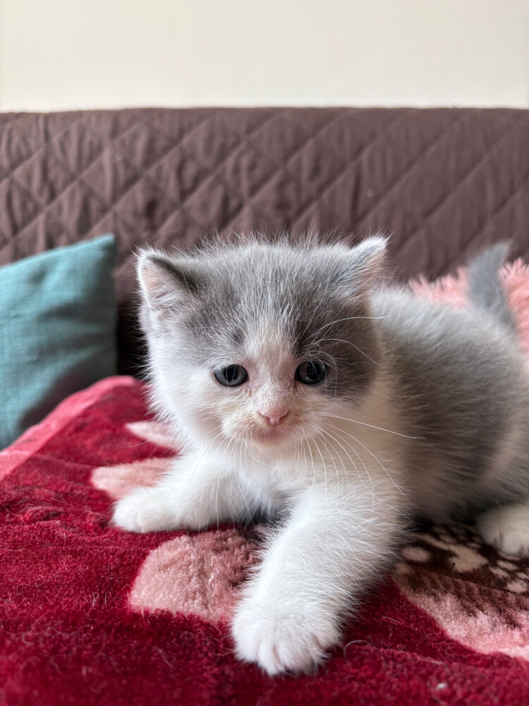 scottish fold and scottish straight - 25