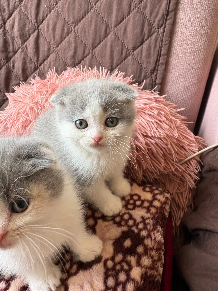 scottish fold and scottish straight - 20