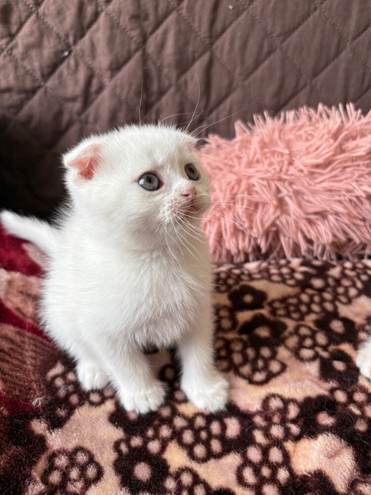 scottish fold and scottish straight - 9