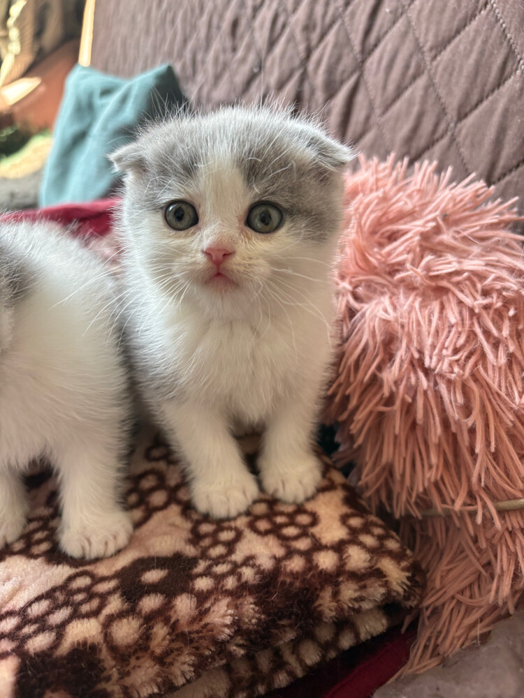 scottish fold and scottish straight - 18