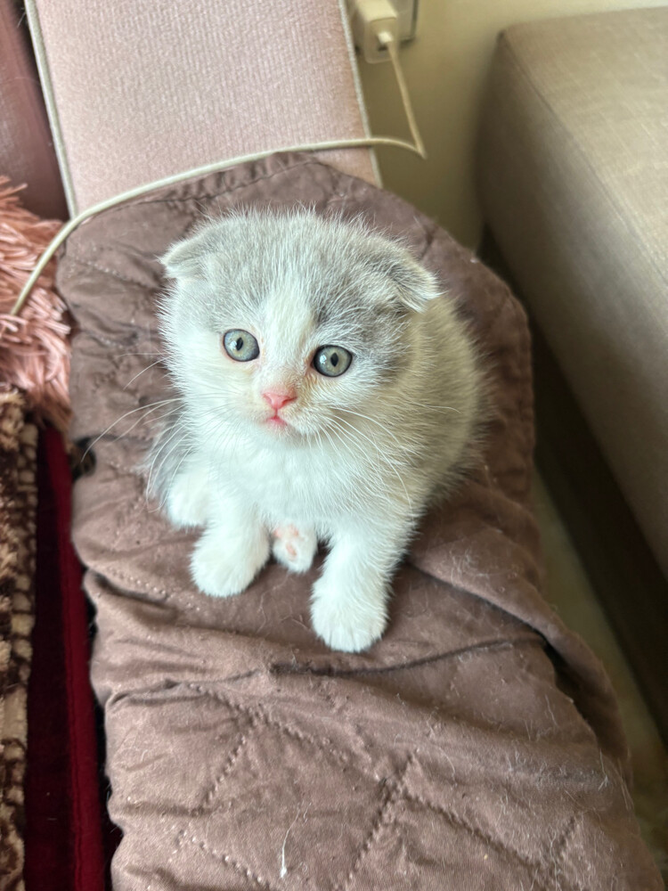 scottish fold and scottish straight - 11