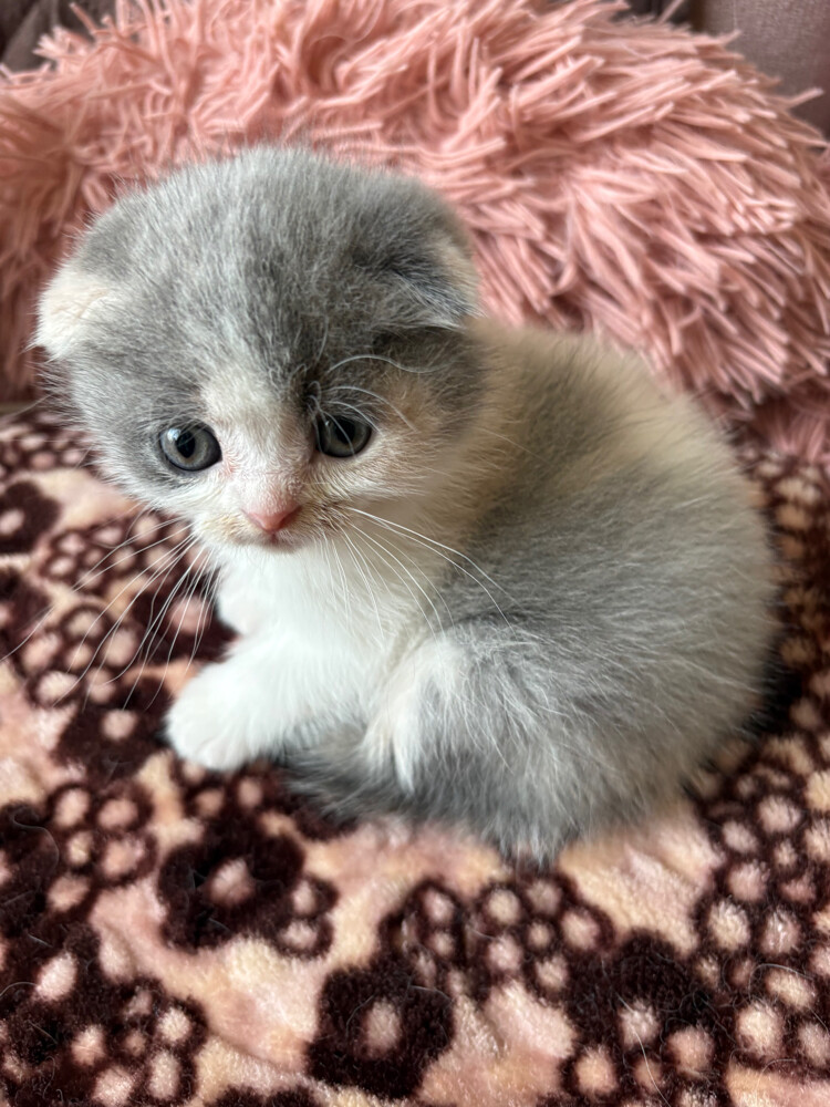 scottish fold and scottish straight - 12