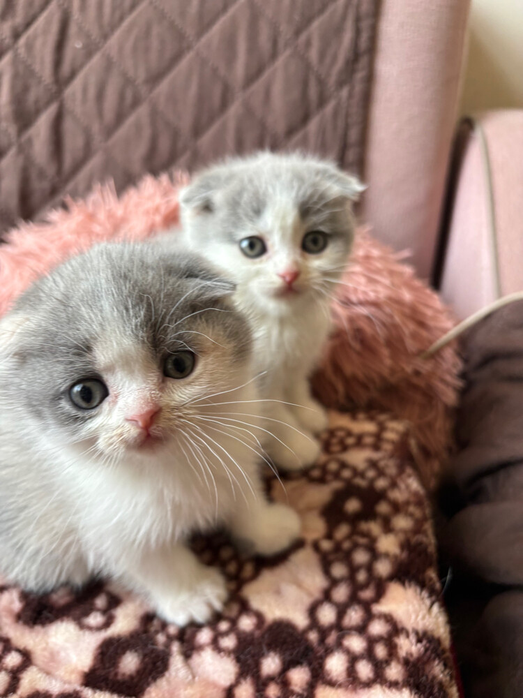 scottish fold and scottish straight - 14