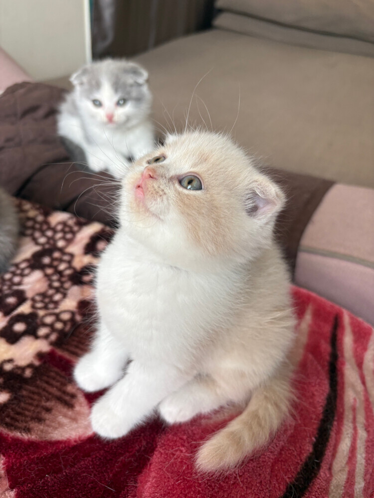 scottish fold and scottish straight - 16
