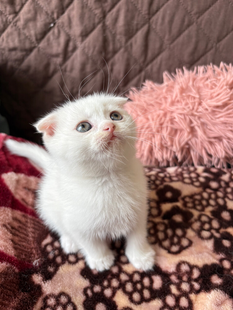 scottish fold and scottish straight - 19