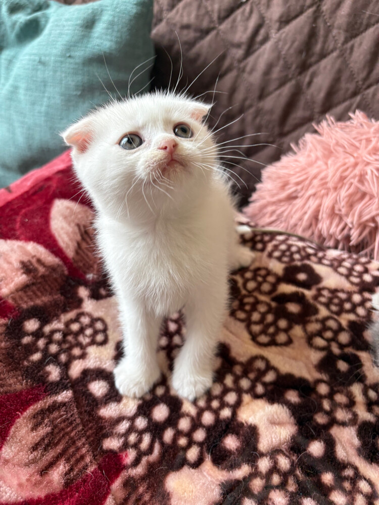 scottish fold and scottish straight - 15