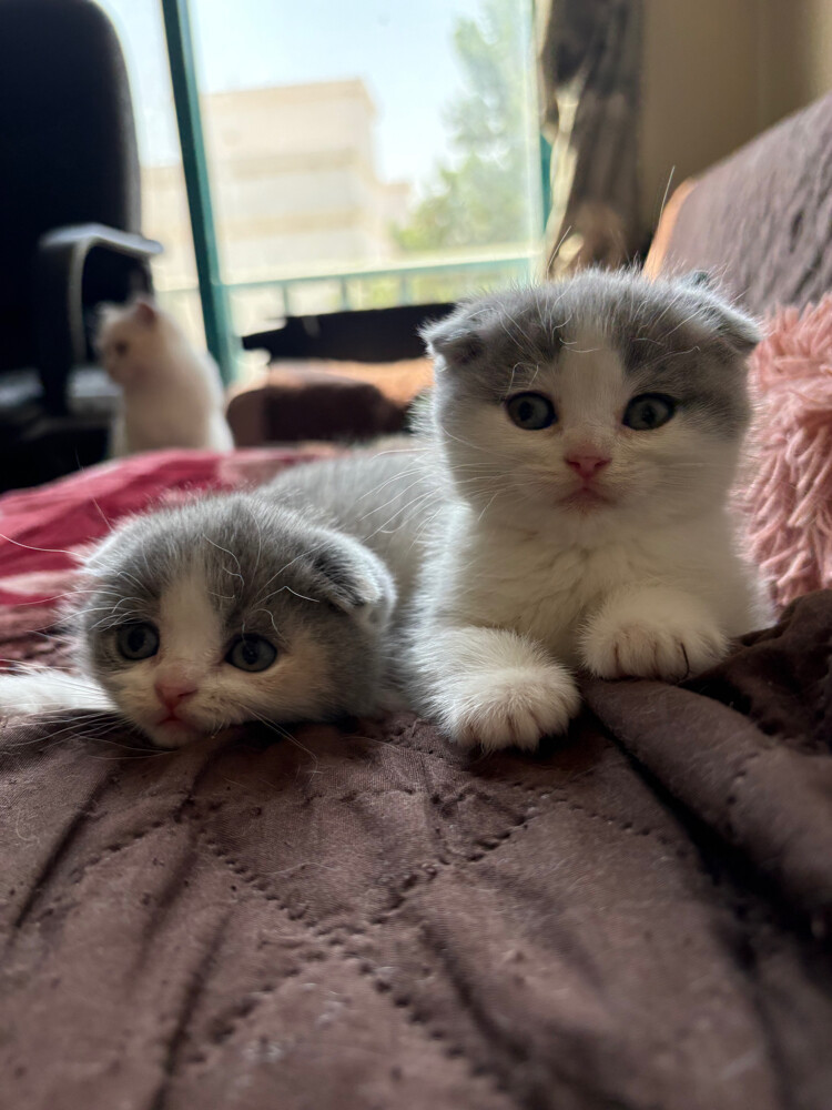 scottish fold and scottish straight - 5