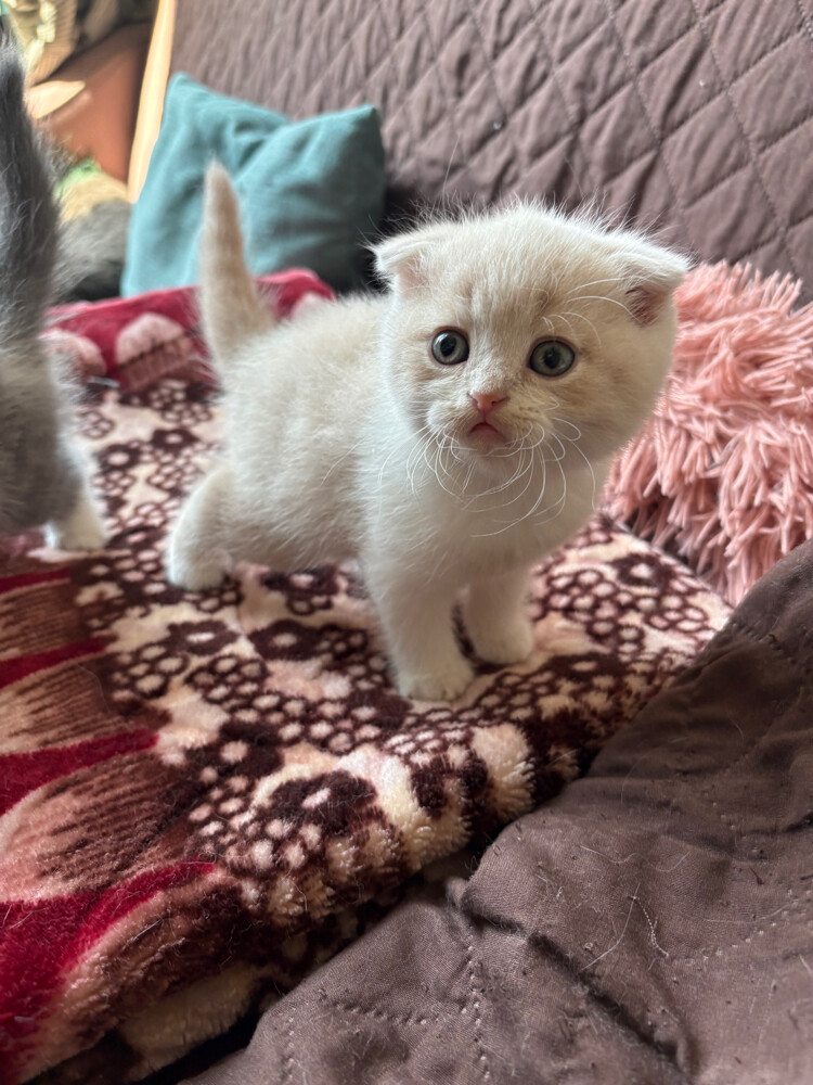 scottish fold and scottish straight - 27