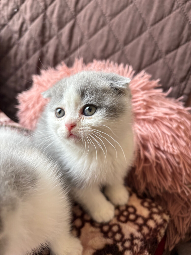 scottish fold and scottish straight - 21