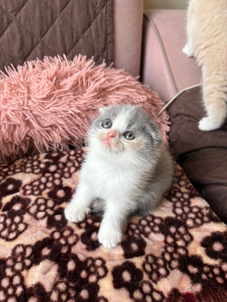 scottish fold and scottish straight - 13