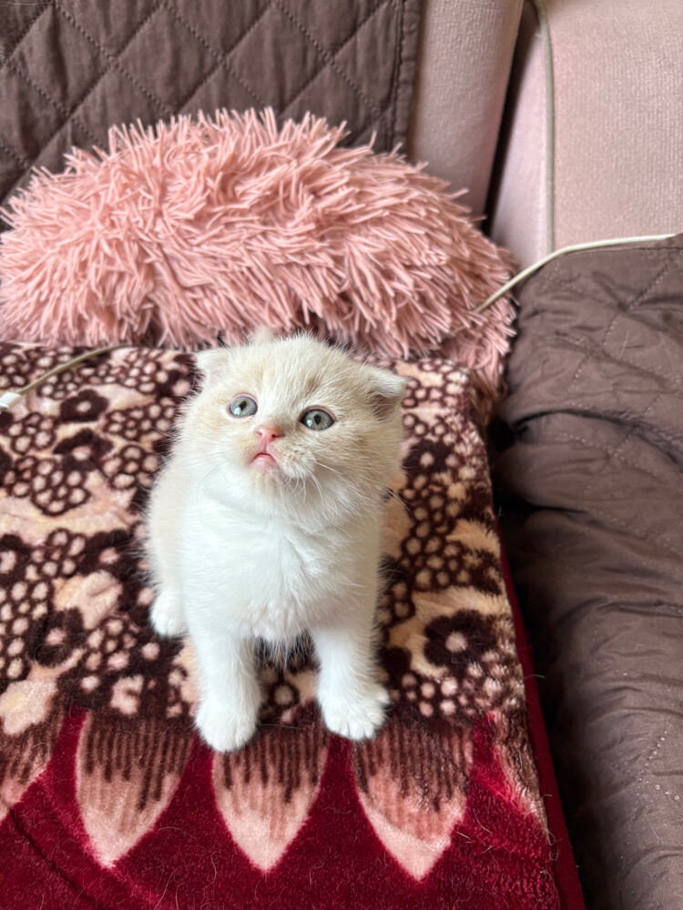scottish fold and scottish straight - 22