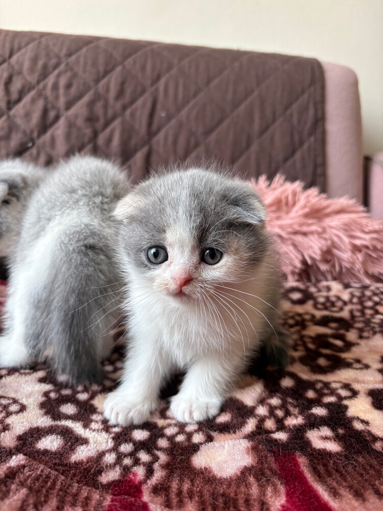 scottish fold and scottish straight - 17