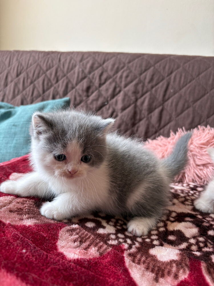 scottish fold and scottish straight - 24