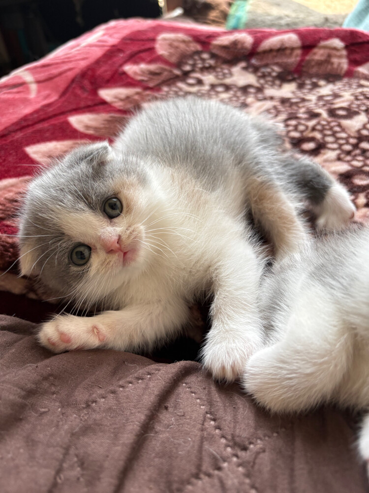 scottish fold and scottish straight - 3