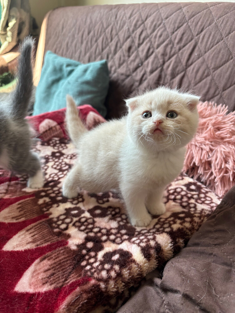 scottish fold and scottish straight - 28