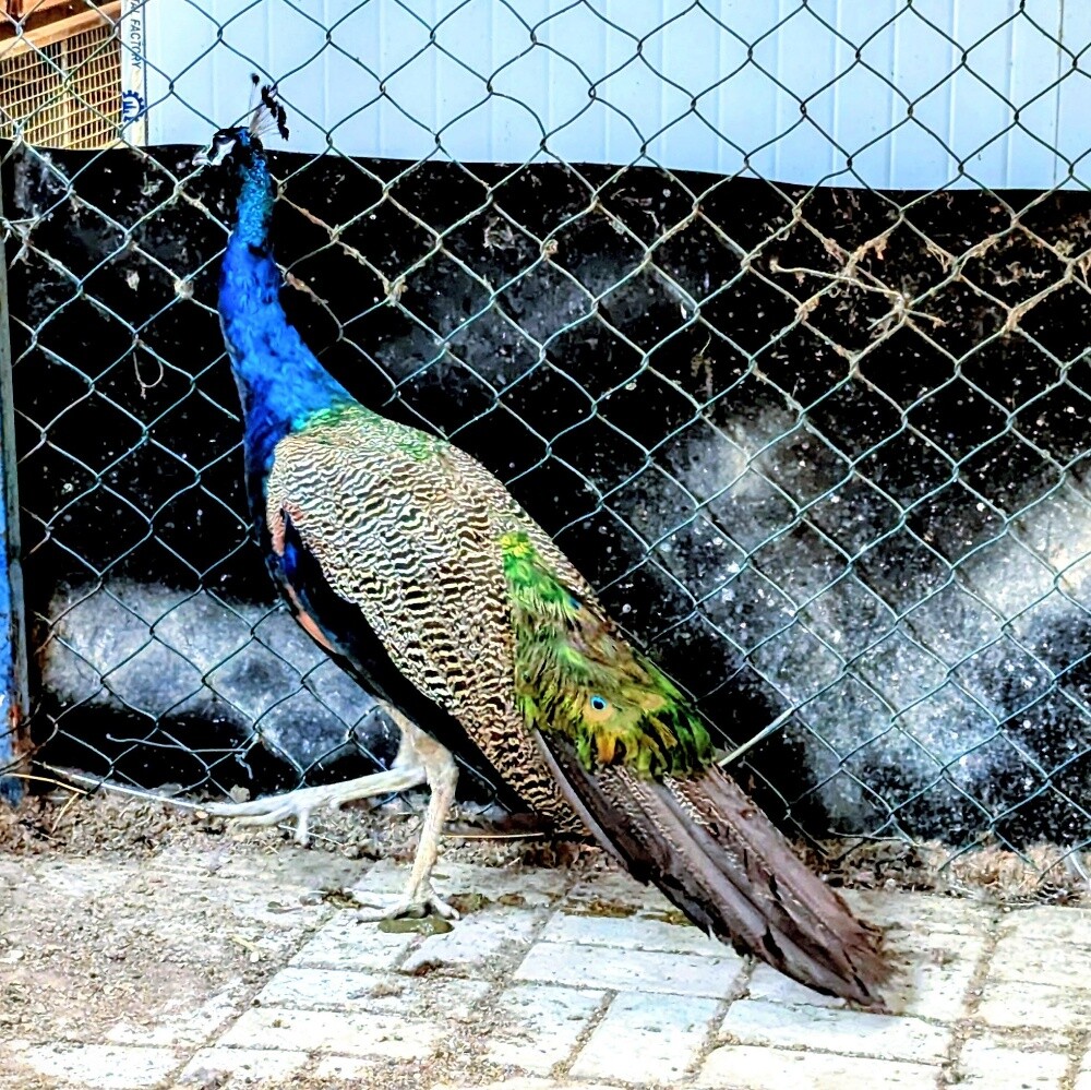 peacock mail - 1