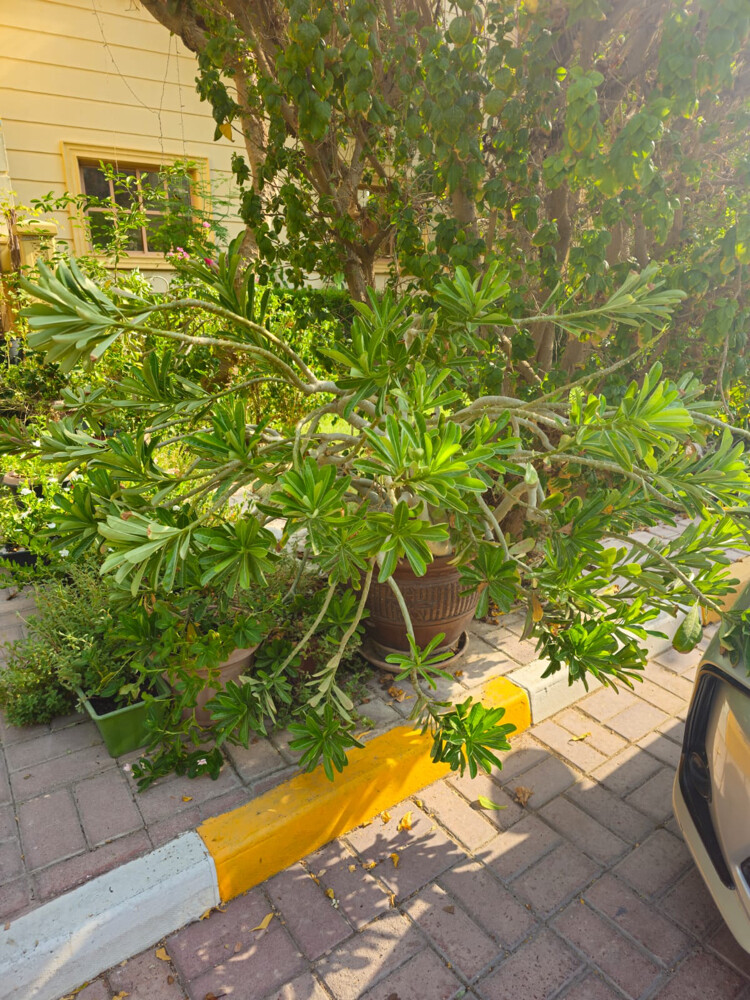 beautiful large desert rose plant - 3