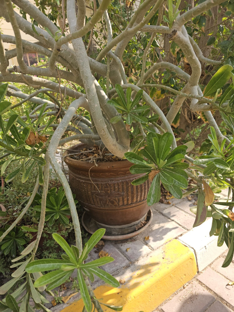 beautiful large desert rose plant - 4