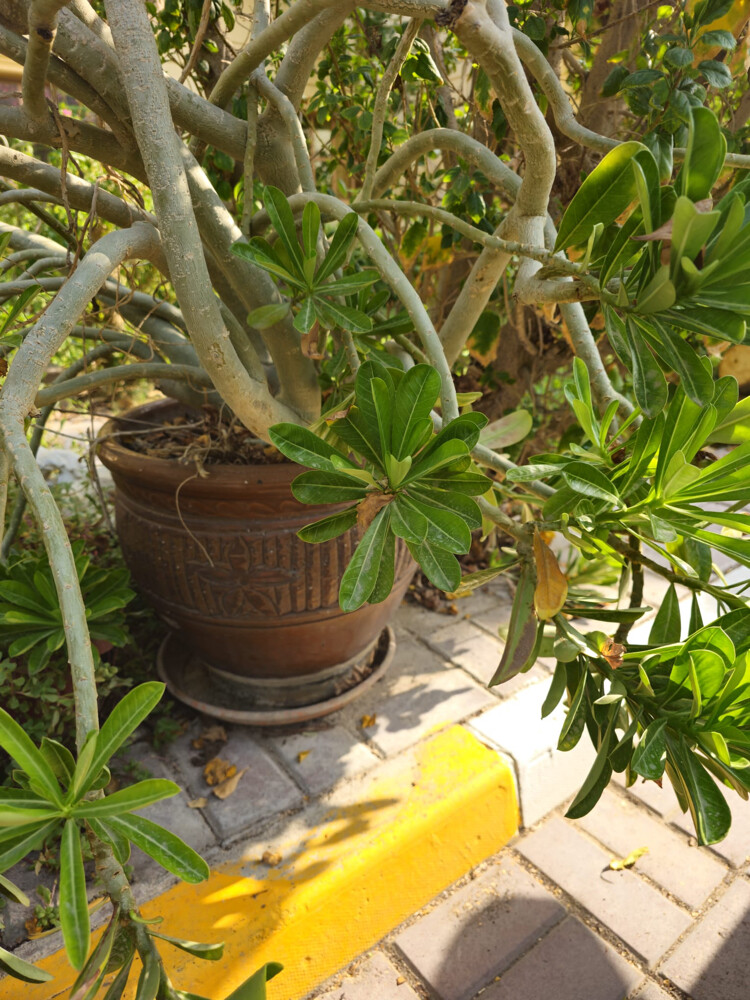 beautiful large desert rose plant - 2