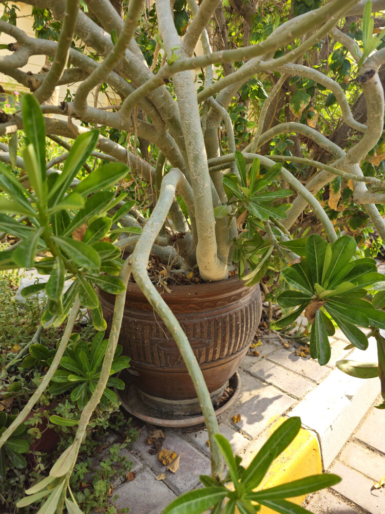 beautiful large desert rose plant - 1