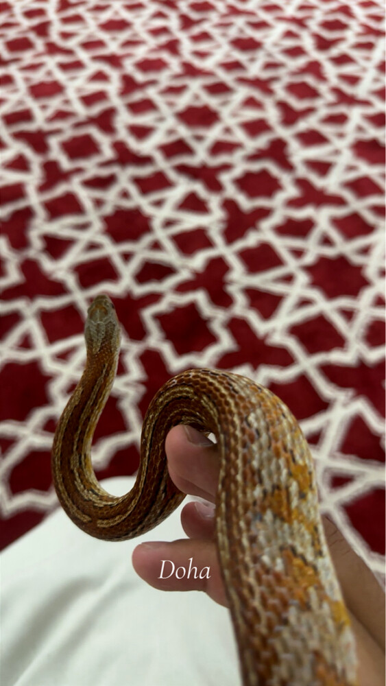 ثعبان الذرة اليف  - 1