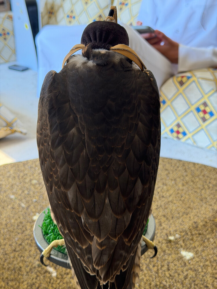 فرخ شاهين مزرعه اسبانيه - 5
