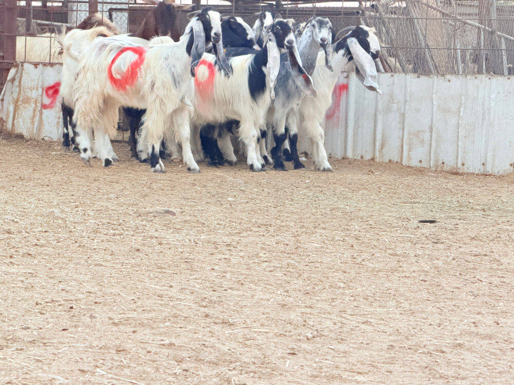 للبيع معزه حقب دفيع شرط سونار  - 1