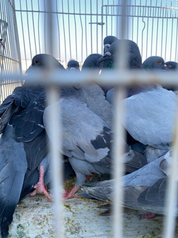 حمام دحل  - 4