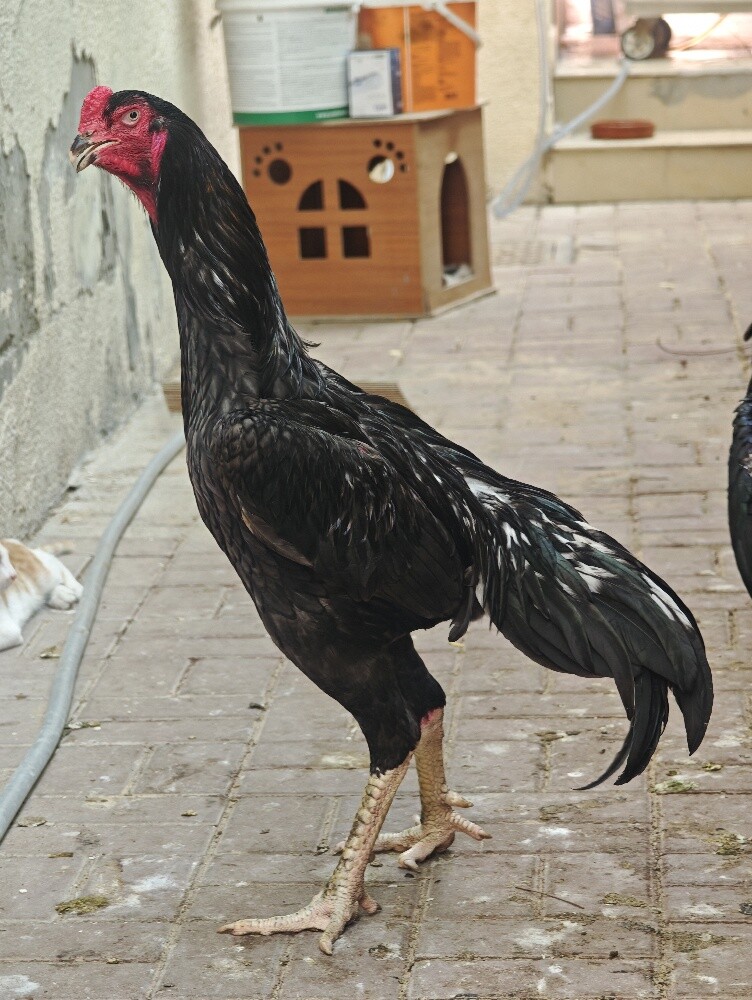 PURE O SHMO CHICKS - 3
