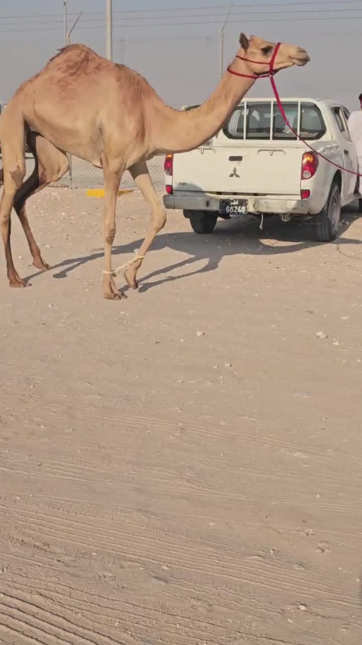البيع بكره سنها جزعه - 1