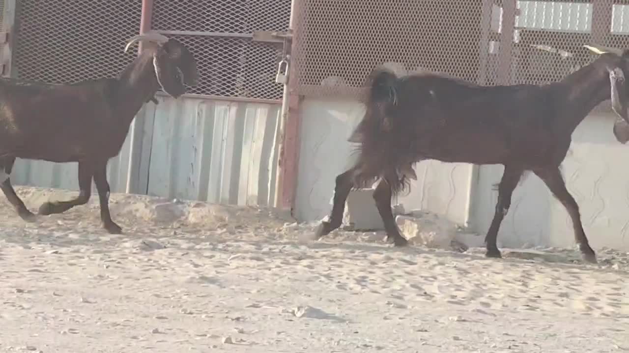 للبيع معزا مشاريك دفيع شرط - 1