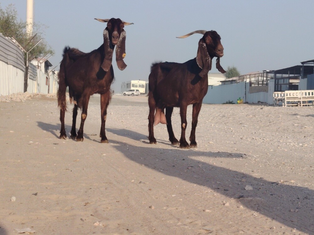 للبيع معزا مشاريك دفيع شرط - 3