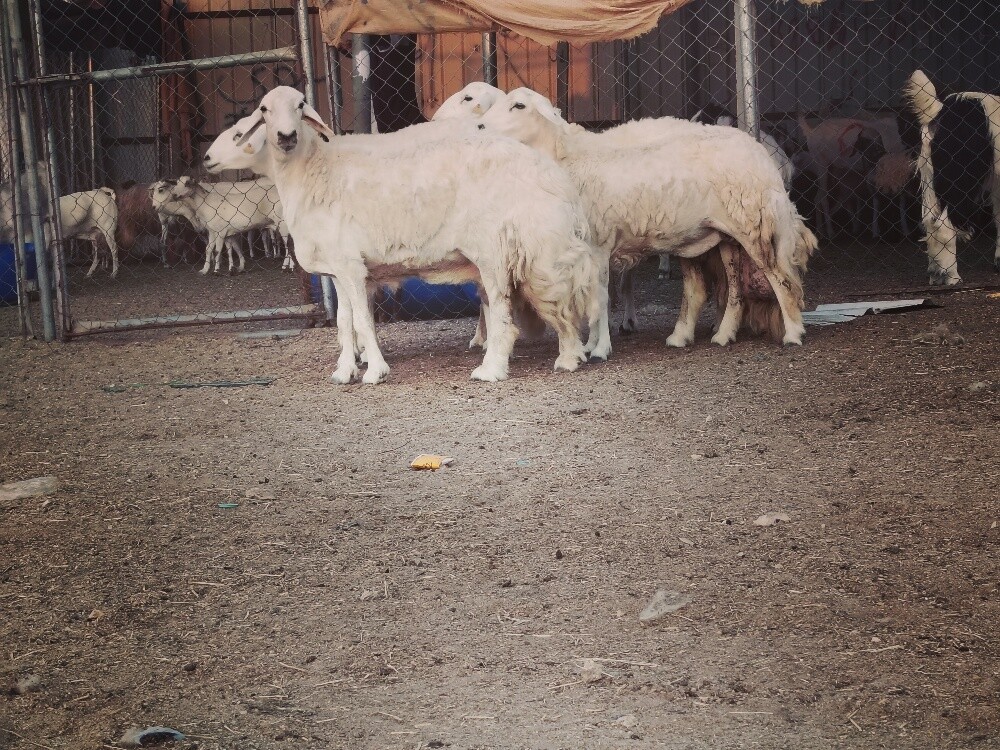 للبيع غنم حريات حرش طيبه - 2